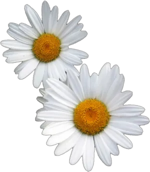 Two White Daisies Transparent Background PNG image