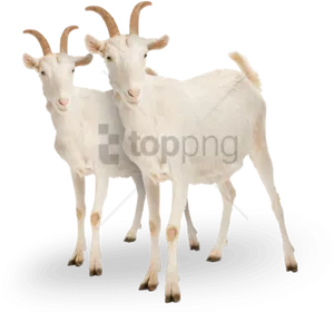 Two White Goats Standing PNG image