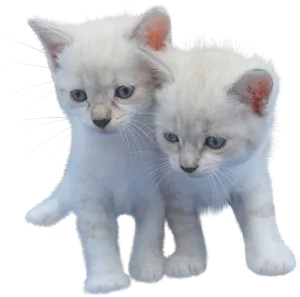 Two White Kittens Together PNG