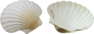 Two White Seashells Isolated Background