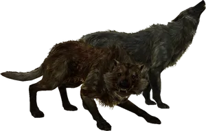 Two Wolves Standing Dark Background