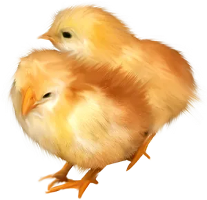 Two Yellow Chicks Illustration