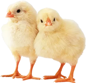 Two Yellow Chicks Standing PNG image