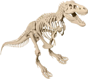Tyrannosaurus Rex Skeleton Display PNG image