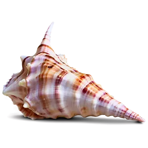 Underwater Conch Shell Photo Png Sll PNG image