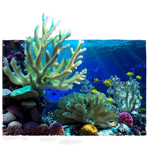 Underwater Coral Reef Picture PNG 05212024