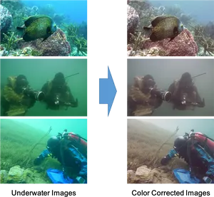 Underwater Photography Before After Color Correction PNG image