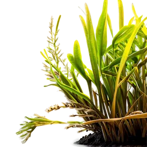 Underwater Seagrass Png 06292024 PNG image