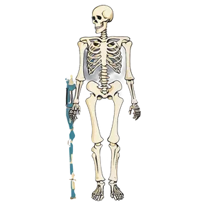 Underwater Skeleton PNG Fjn PNG