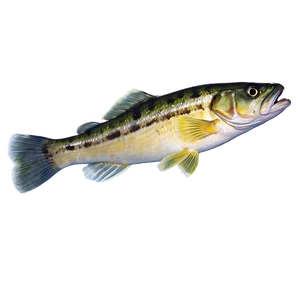 Underwater Walleye Png 68 PNG image