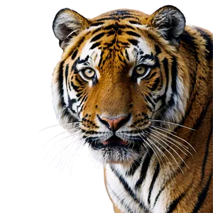 Untamed Wild Tiger PNG Lgt65 PNG