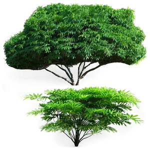 Urban Landscape Bush PNG 05252024