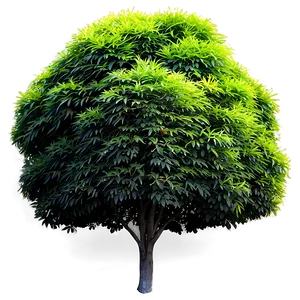 Urban Landscape Bush PNG Bfc PNG