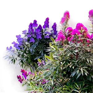 Urban Tolerant Shrubs PNG 84
