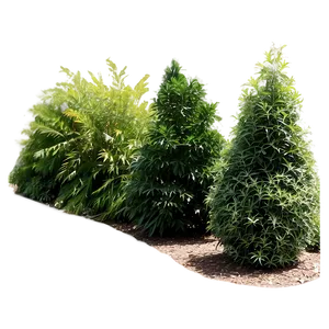 Urban Tolerant Shrubs PNG Hcv77 PNG