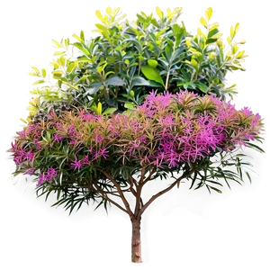 Urban Tolerant Shrubs Png Mrg PNG image