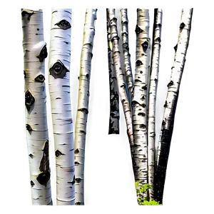 Utah Quaking Aspen Forest PNG 06292024 PNG