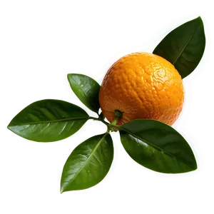 Valencia Oranges PNG Prg19 PNG