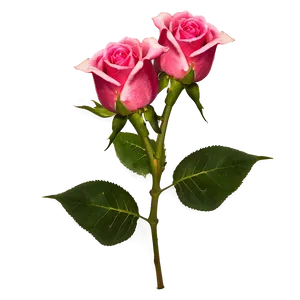 Valentines Day Roses Png 65 PNG image