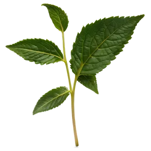 Valerian Tea Leaf PNG Eoo93 PNG