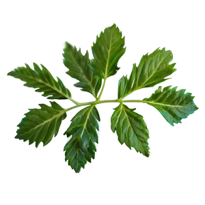 Valerian Tea Leaf PNG Ndi25 PNG