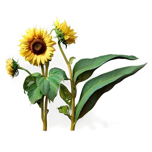 Van Gogh Sunflowers Art PNG 62