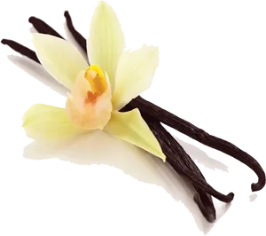 Vanilla Orchidand Beans PNG image