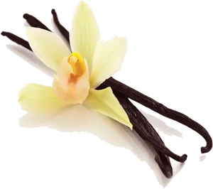Vanilla Orchidand Beans PNG image