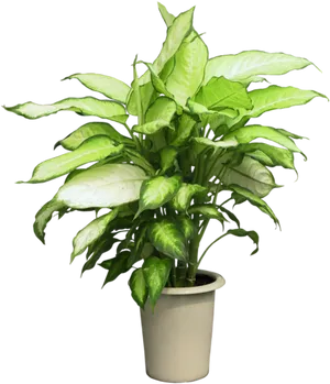 Variegated Dieffenbachia Plant PNG image