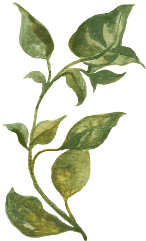 Variegated Green Leaves Watercolor PNG