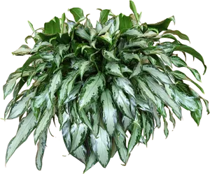 Variegated Hanging Plant Isolated PNG image