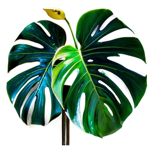 Variegated Monstera Plant PNG 06212024 PNG