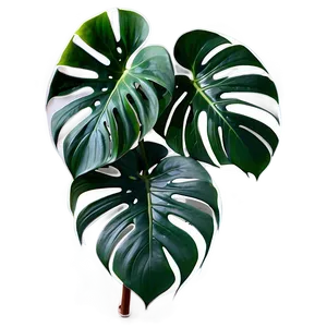 Variegated Monstera Plant PNG Tgy84 PNG