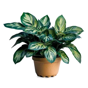 Variegated Plant PNG Oej