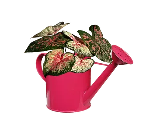 Variegated Plantin Pink Watering Can