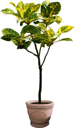 Variegated Plantin Pot PNG image