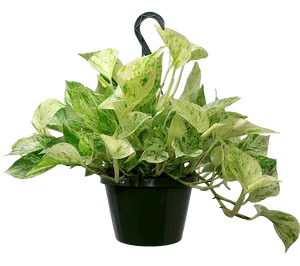 Variegated Pothos Hanging Plant Black Background PNG