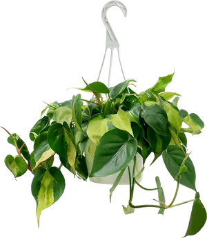 Variegated Pothos Hanging Plant Black Background PNG