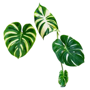 Variegated Pothos Varieties Png 06272024 PNG image