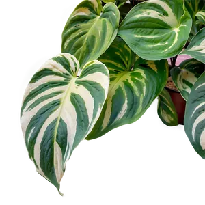 Variegated Pothos Varieties Png Wbk65 PNG image