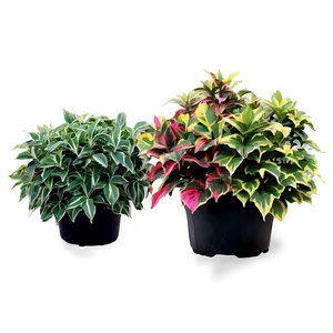 Variegated Shrubs Png 92 PNG image