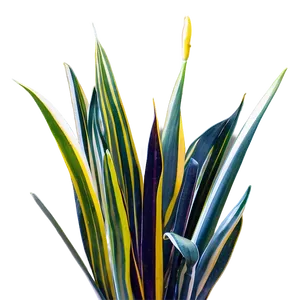 Variegated Snake Plant PNG 06122024