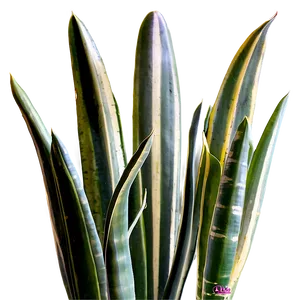 Variegated Snake Plant Png Idq99 PNG image