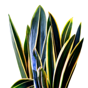 Variegated Snake Plant PNG Rli93 PNG