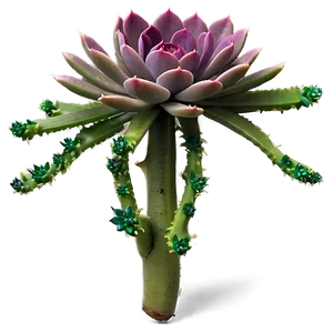 Variegated Succulent Png 05242024 PNG image
