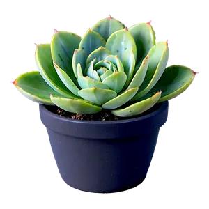 Variegated Succulent Png 20 PNG image