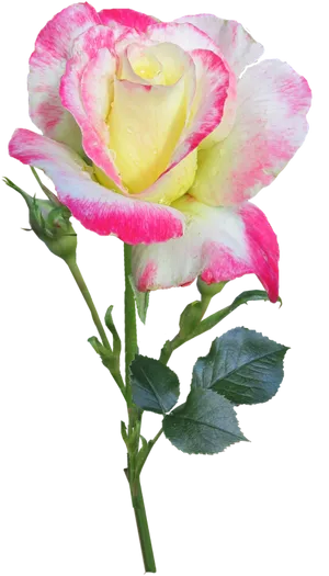 Variegated Yellow Pink Rose