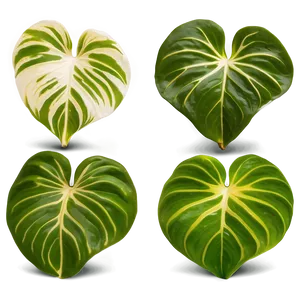 Variegation Preservation In Pothos PNG 61