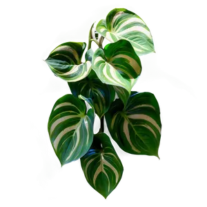 Variegation Preservation In Pothos PNG 73