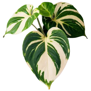 Variegation Preservation In Pothos PNG 95
